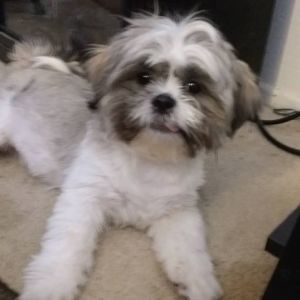 Meet your Posher, Debbie